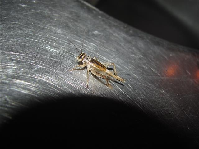 Gryllidae: Eumodicogryllus bordigalensis